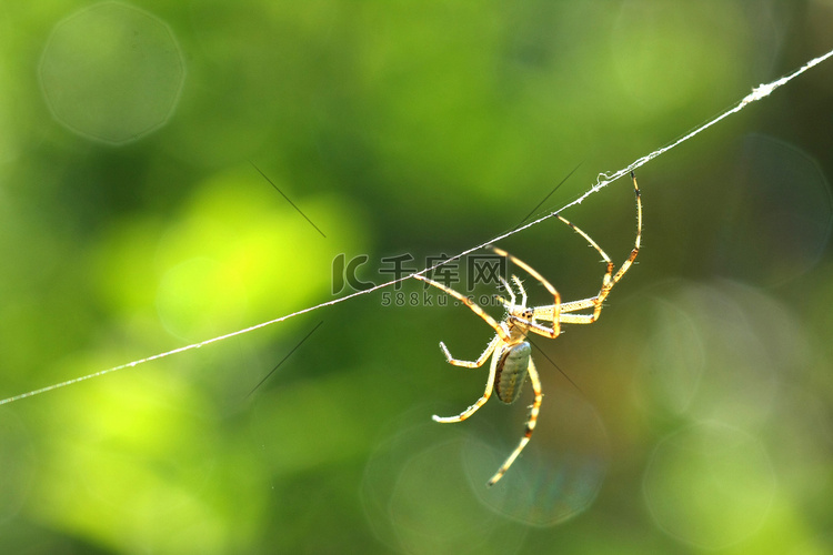 黑黄花园蜘蛛 Argiope aurantia 雄性