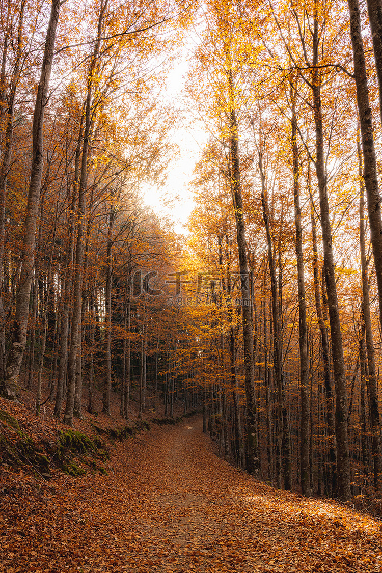 秋天的森林小路树叶