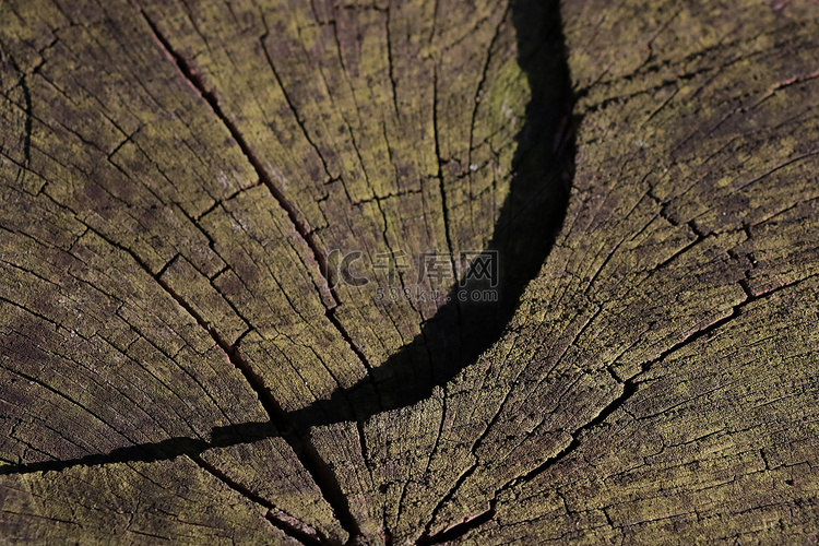 木树干的特写镜头。
