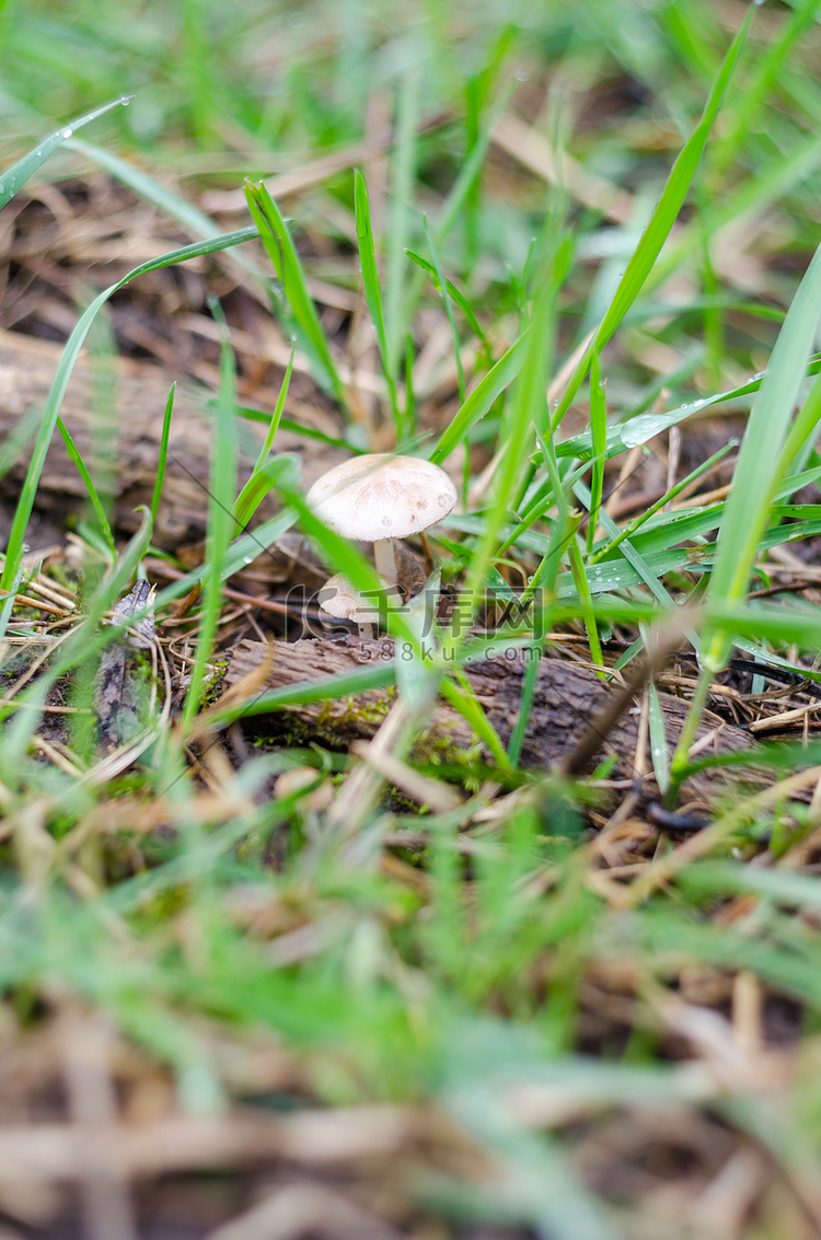 雨后春天绿草如茵的蘑菇