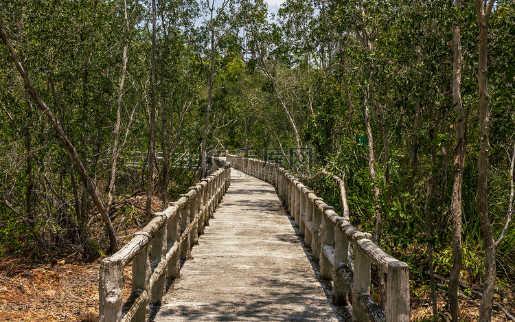 绿色丛林中的自然公园木步道