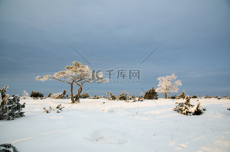 平原景观中的冬景与霜树