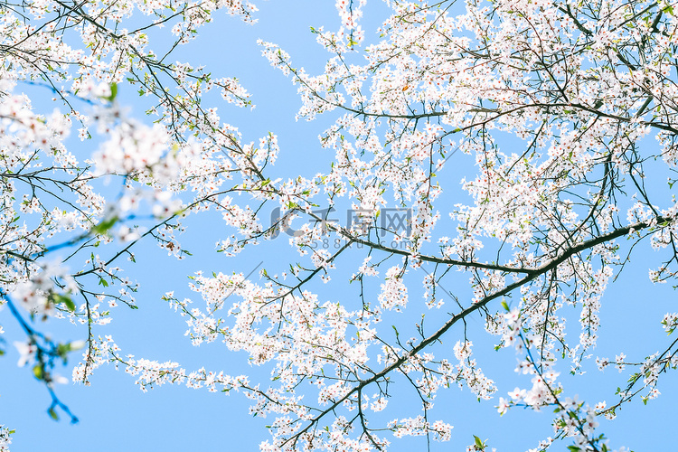 樱花树开花和蓝天，白花作为自然