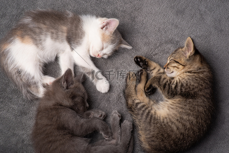 灰色背景中睡在一起的三姐妹和兄
