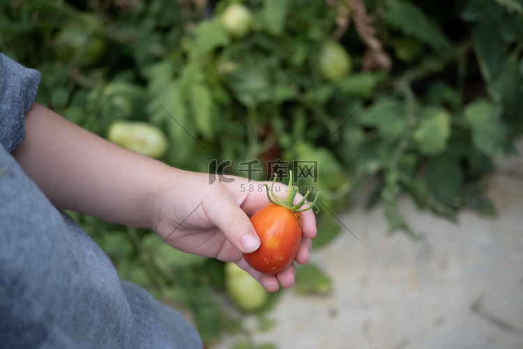 男孩在花园里摘西红柿