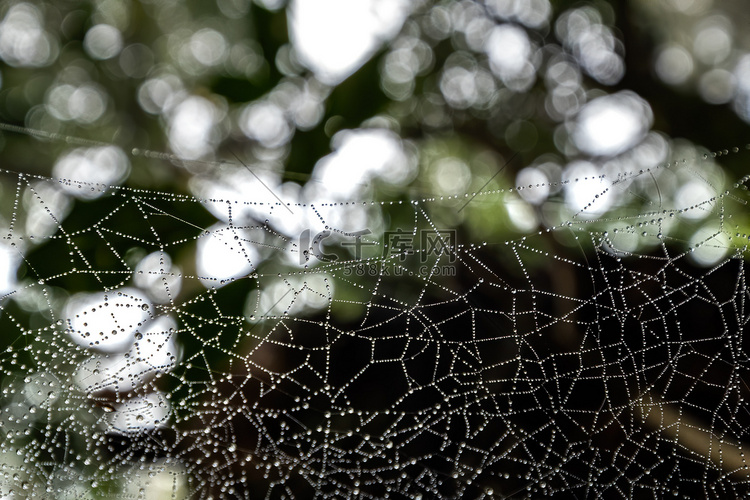 森林里有水滴的蜘蛛网