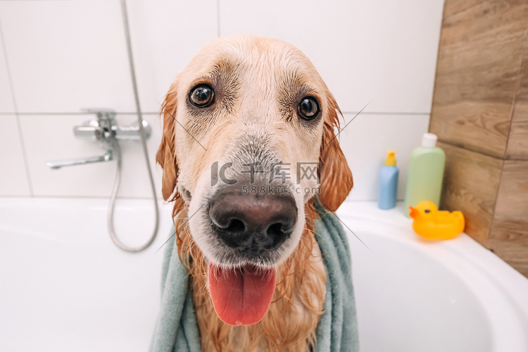 金毛猎犬洗澡