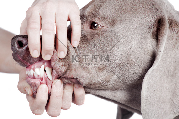 检查白色背景上的狗牙齿。