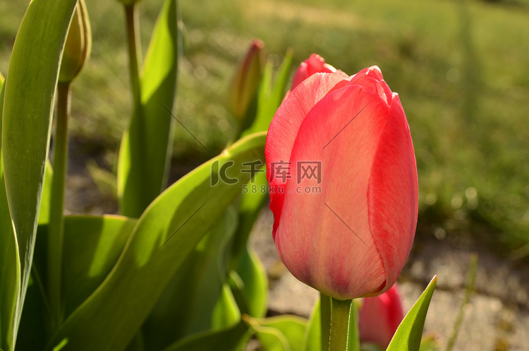 红色郁金香花