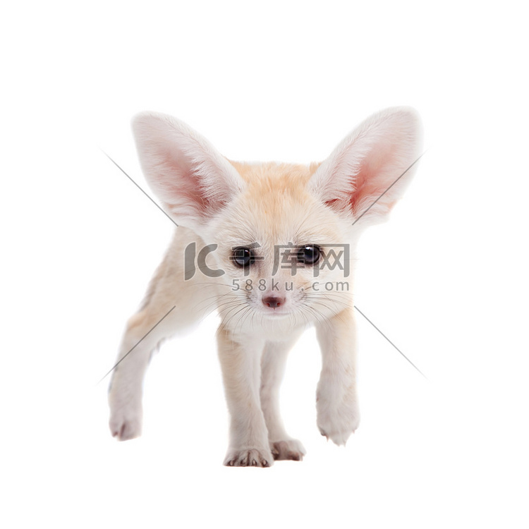 白色背景上漂亮的耳廓狐幼崽