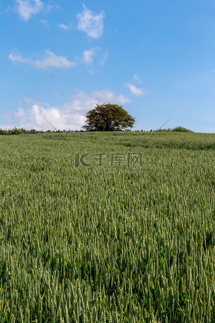 常见小麦植物的田野