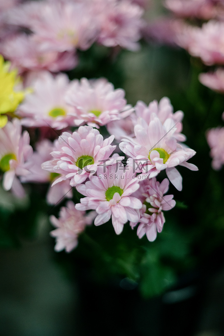 一束深粉色菊花的特写镜头。粉色