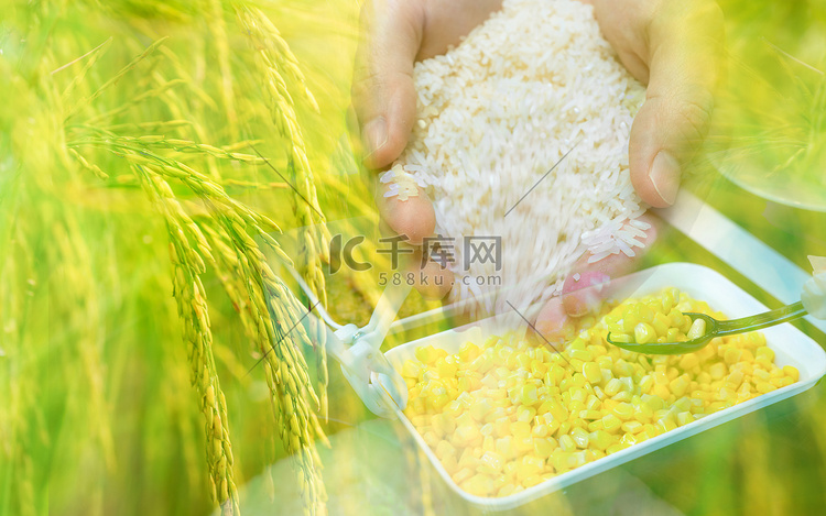 手握稻米、稻田，黑勺子从白碗里