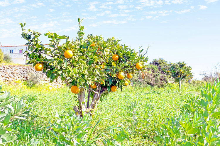 葡萄牙乡村的橙园