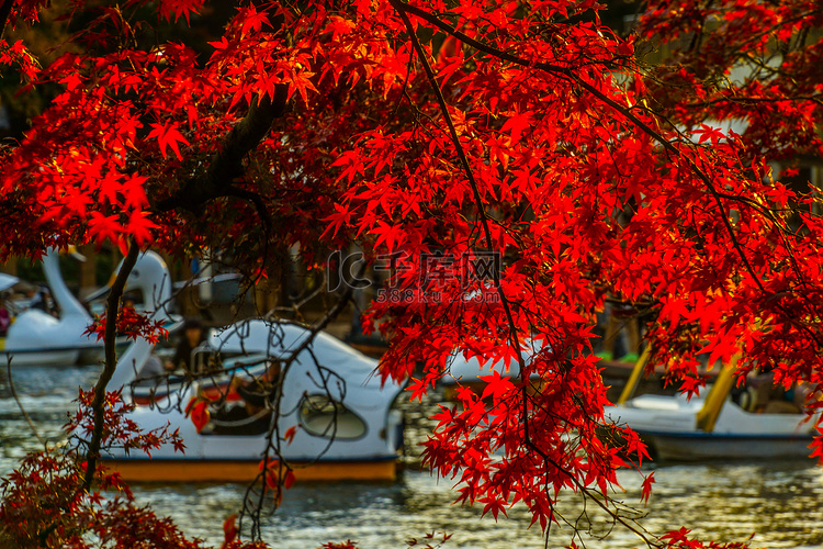 伊诺斯角公园的秋叶和鸭船
