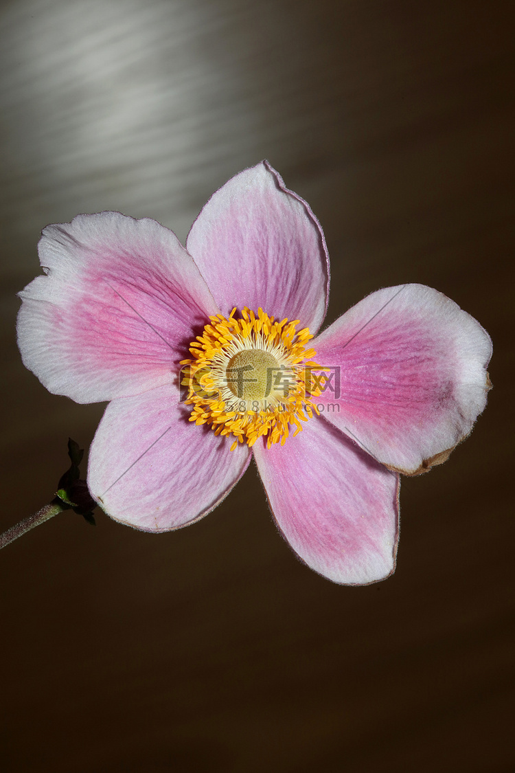 粉红花开花特写植物背景海葵毛茛