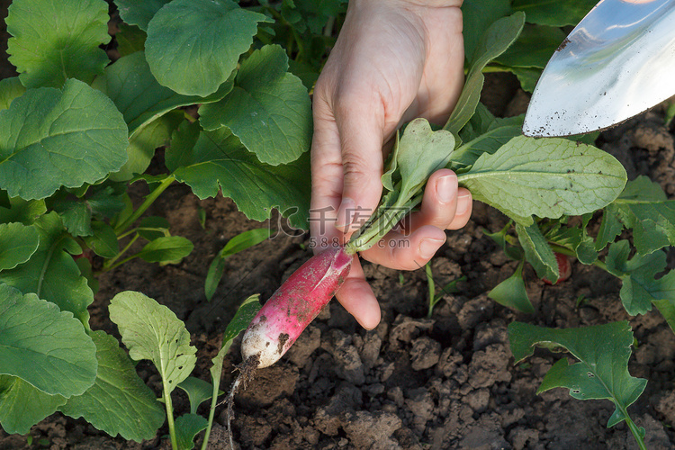 女园丁正在花园里挖成熟的红萝卜
