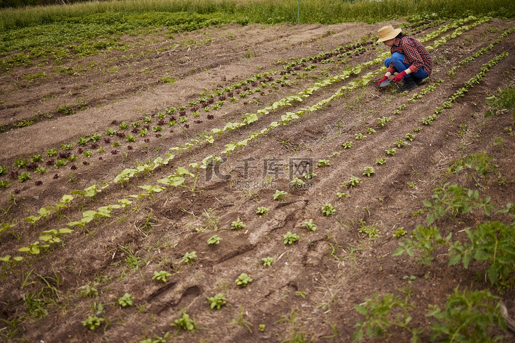 农村农民在可持续的农业农田上整
