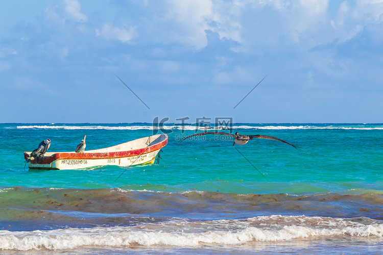 波浪船鹈鹕加勒比海岸和墨西哥图