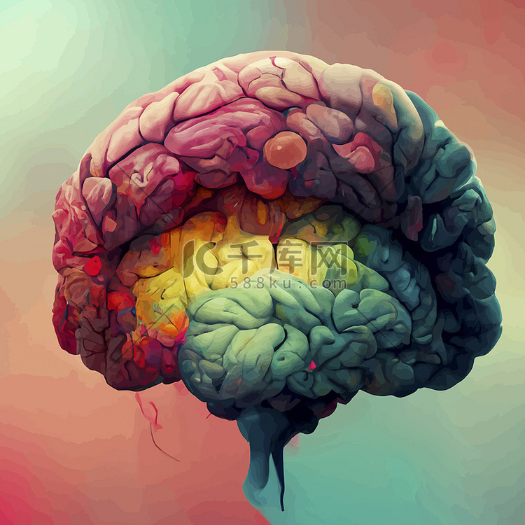 人脑的彩色插图。