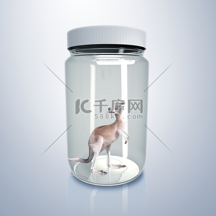 玻璃罐里的袋鼠