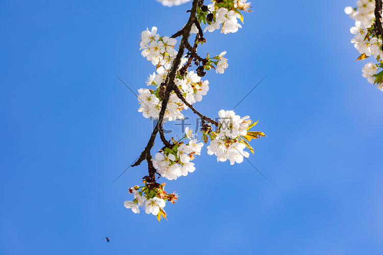 春天，蓝天映衬下，树枝上开着许