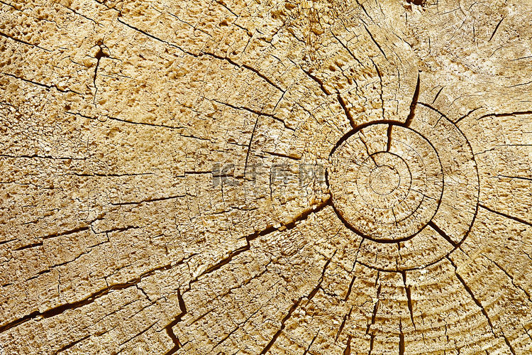 摄影背景-原木切割