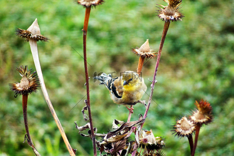 金翅雀在金光菊上