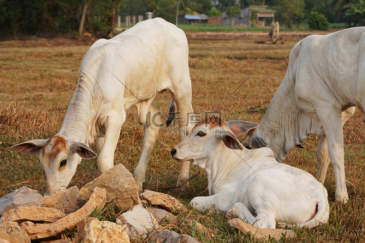 三头瘦瘦的白色柬埔寨牛。