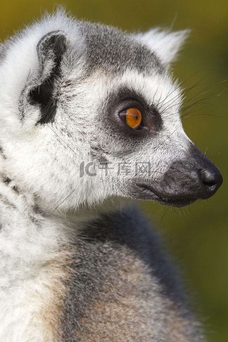 环尾狐猴（Lemur catta）