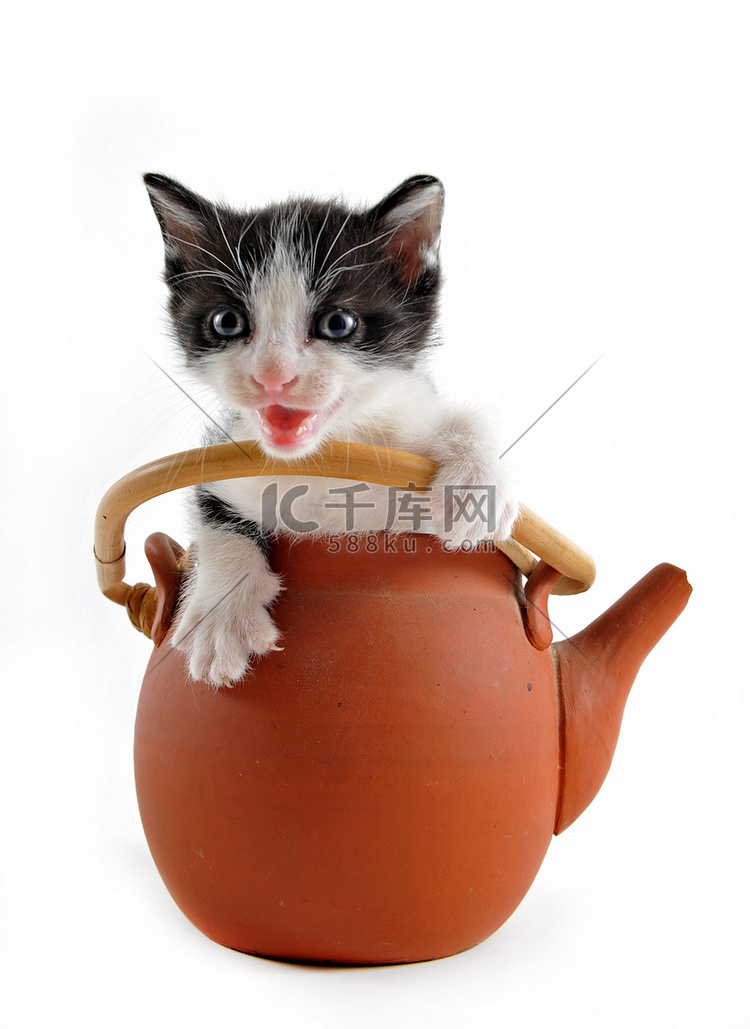 茶壶里的小猫
