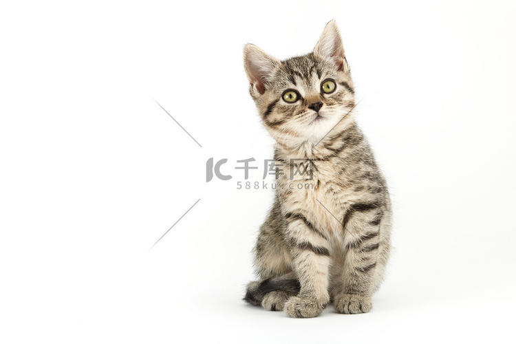 小虎斑（欧洲短毛猫）小猫
