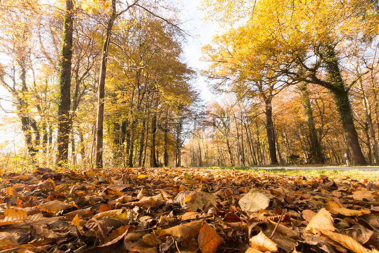 秋天的公园景观：色彩缤纷的树叶