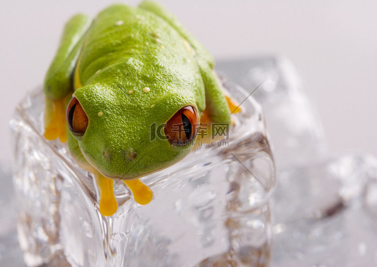 红眼树蛙坐在冰块上