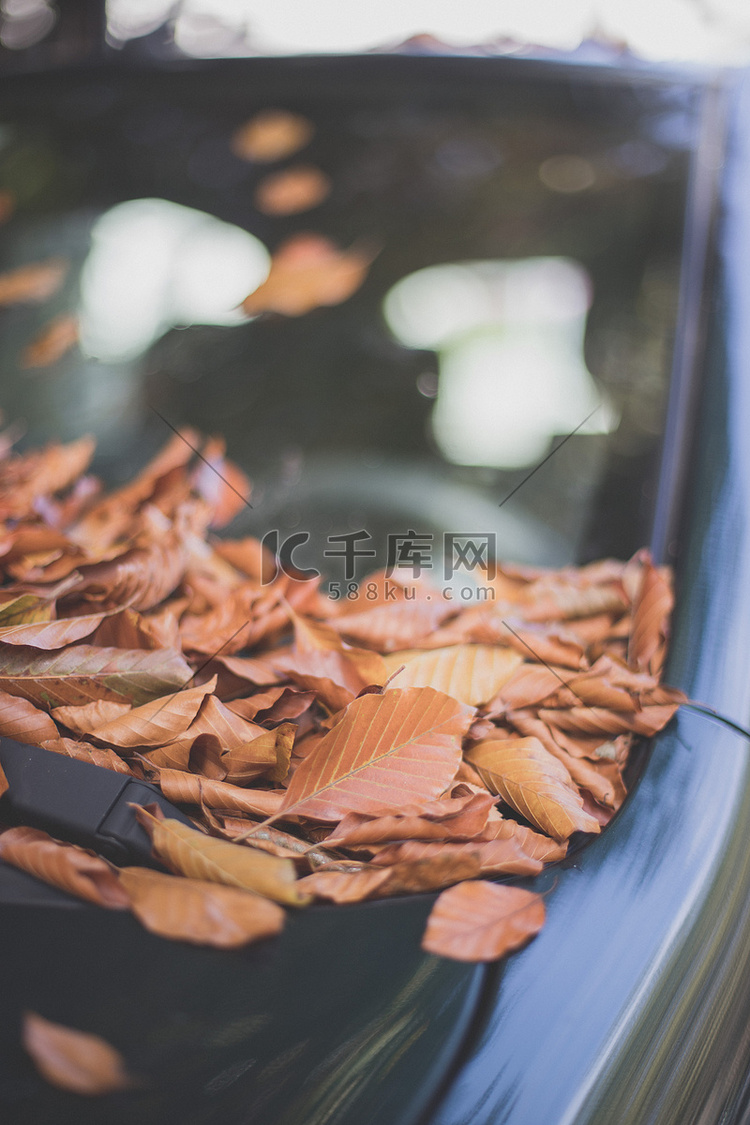 五颜六色的秋叶躺在汽车前盾上