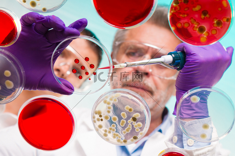 高级生命科学研究人员嫁接细菌。