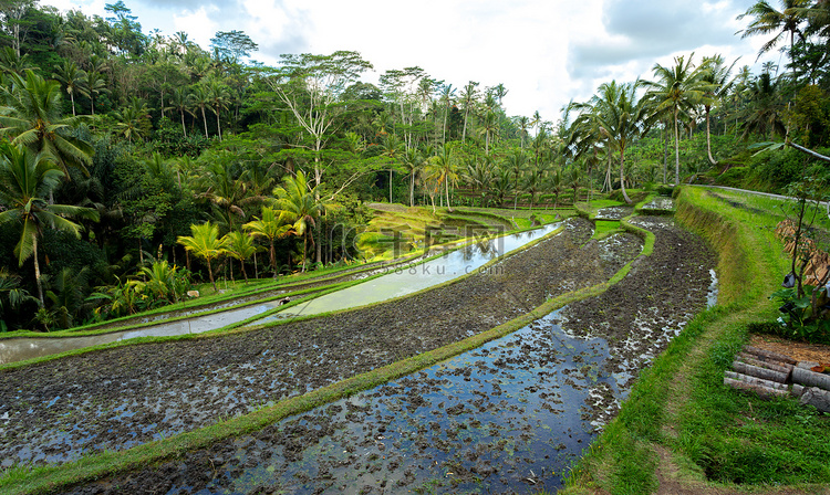 卡威山 (Gunung Kawi) 的水稻梯田