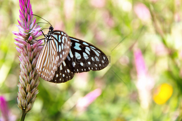 花上常见的玻璃虎蝶