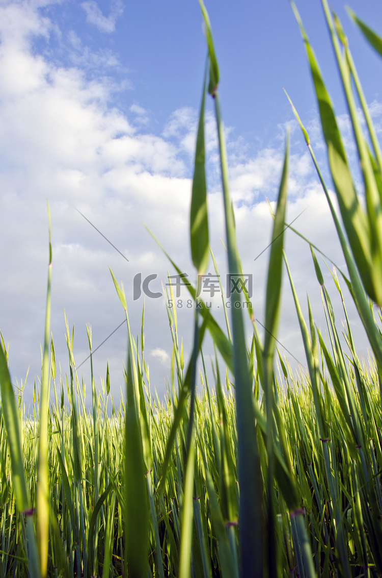 农业领域的早期玉米大麦。