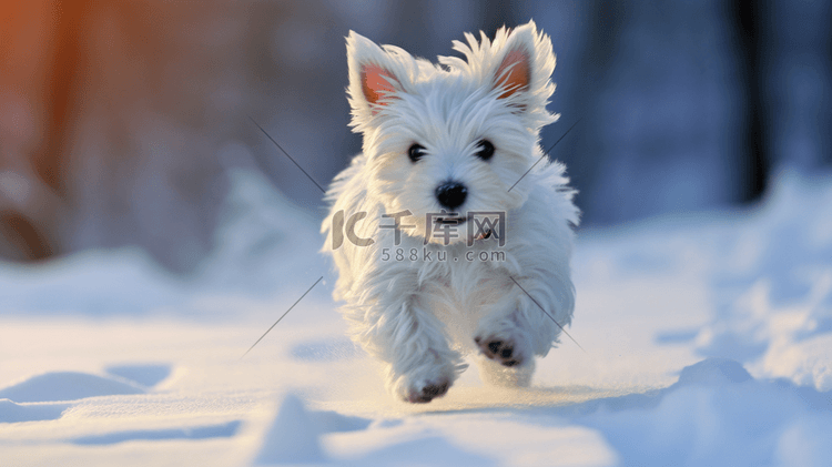 一只白色的小狗在雪中奔跑
