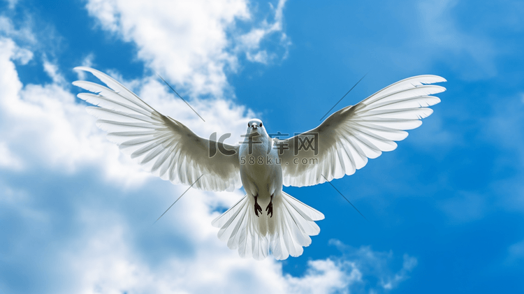 白色的鸟在蓝天白云下飞翔3