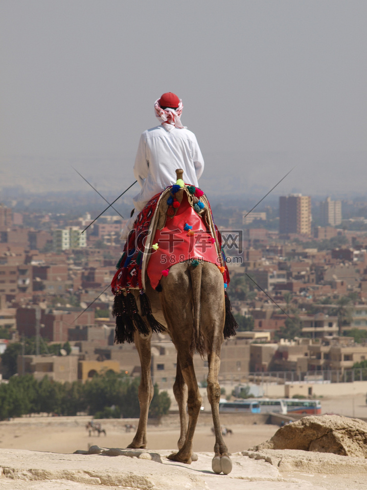单峰骆驼和骆驼我凯尔旅行的秘密