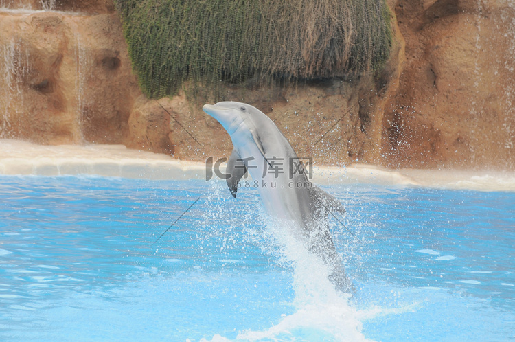 非常蓝的水面上的灰海豚