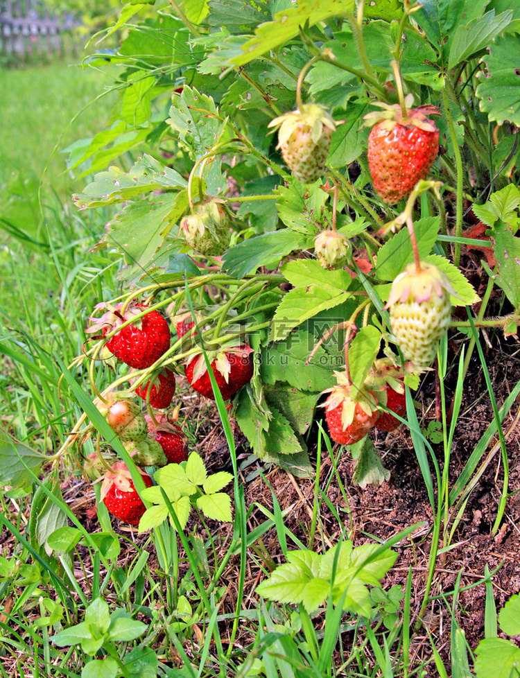 花园里的草莓