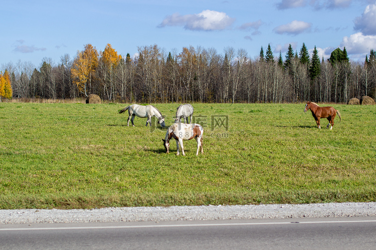 马和母马在繁忙的道路上吃草。