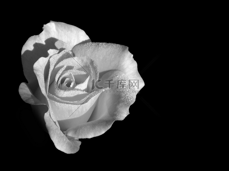 玫瑰-黑与白
