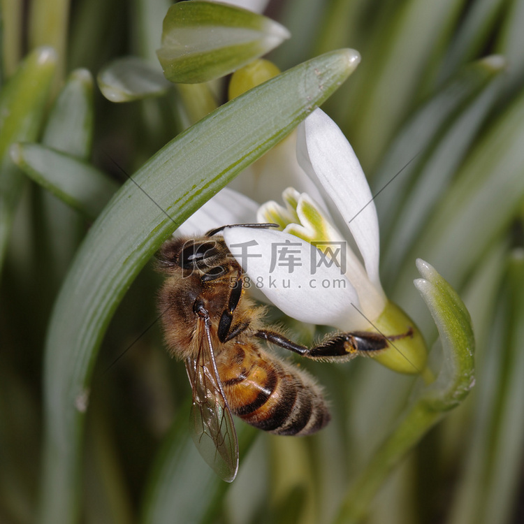雪花莲花上蜜蜂的宏观照片