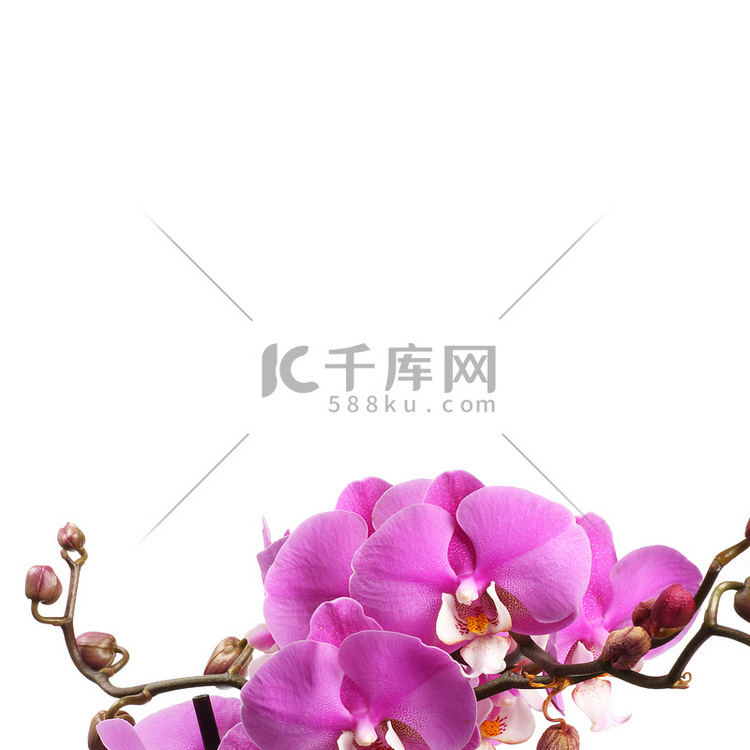 粉红色条纹兰花花