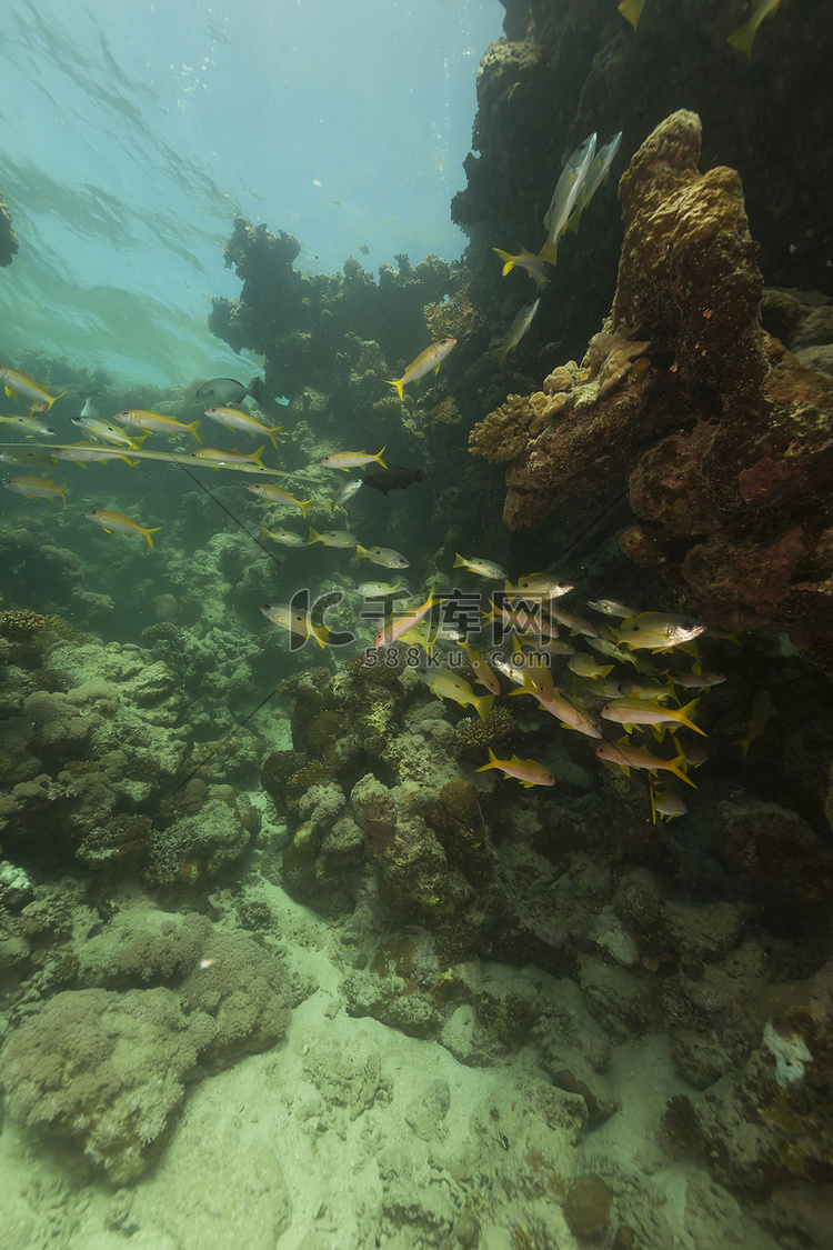 红海的长斑笛鲷 (lutjan
