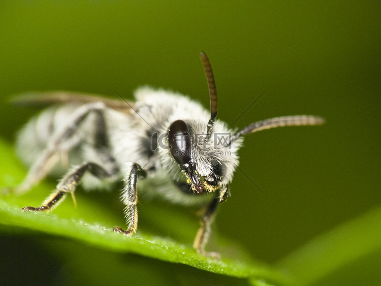 采矿蜂（Andrena sp.）